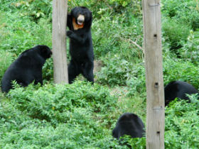 bear enjoying playing in their enlosure