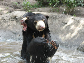 young bears playing in their pool