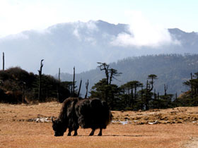 Singalila Ridge trek with homestays