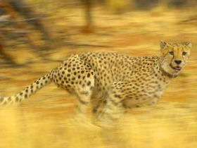 Conservation holiday in Namibia, Leopards & Cheetahs