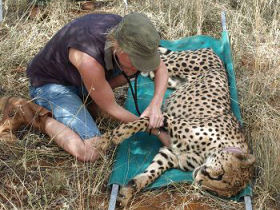Conservation holiday in Namibia, Leopards & Cheetahs