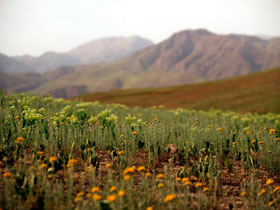 Iran holiday