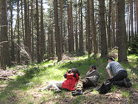 Brown bear watching holiday in Bulgaria