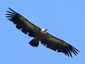 Bulgaria bird watching holiday