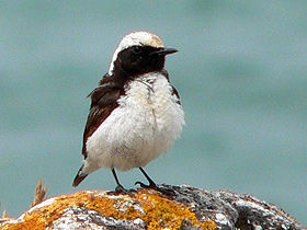 Bulgaria bird watching holiday