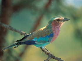 Tanzania safari holiday