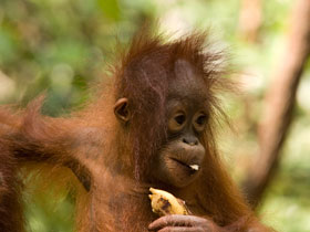 Orangutan photography in Borneo