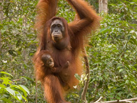 Orangutan photography in Borneo