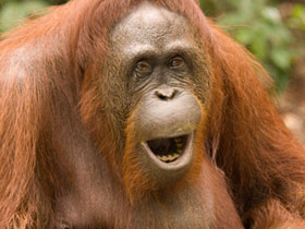 Orangutan photography in Borneo