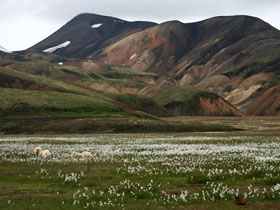 Iceland walking holidays