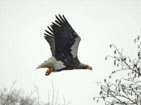 Wildlife cruises to Kamchatka, Chukotka and Wrangel Island, Russia