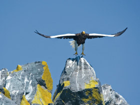 Wildlife cruises to Kamchatka and Chukotka, Russia