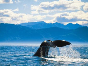 Nature tour in New Zealand