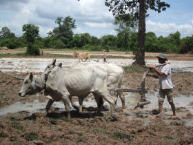 Volunteering holiday in Cambodia