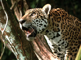 Guyana holidays, jungles and jaguars