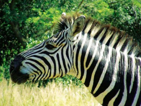 East Africa bush camping safari