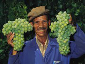 Western Cape gourmet tour of South Africa