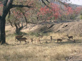Tiger watching tours in India