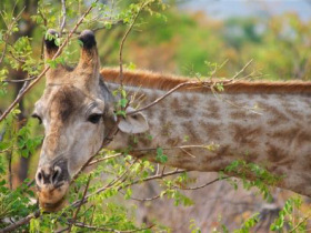 Botswana