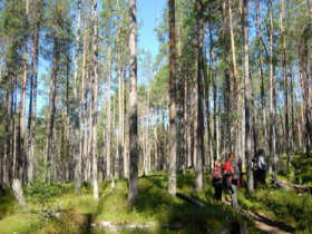 Walking in Oulanka
