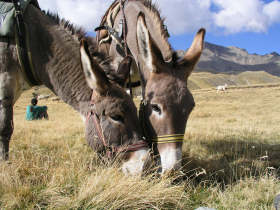 Multi-activity holiday in the French Alps