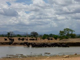 Tours in Tanzania, Mikumi, Selous and Uluguru mountains 