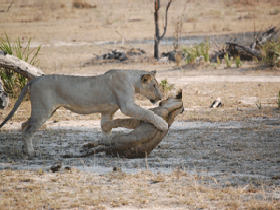 Selous Reserve bush camp safari, Tanzania