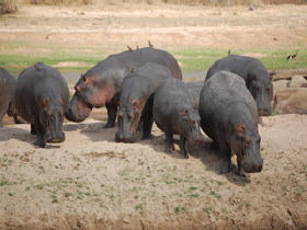 Tanzania safari holiday, Mikumi and Ruaha National Parks