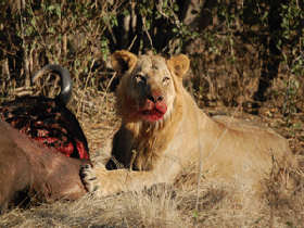 Tanzania safari holiday, Mikumi and Ruaha National Parks