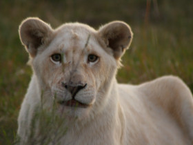 Swaziland and Kruger self drive tour, South Africa