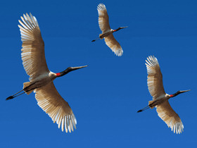 Small group tours to Brazil, Rio to Iguazu