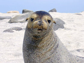 Peru and Galapagos