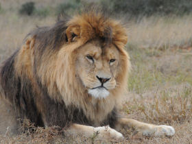 Born Free wildlife holiday in South Africa
