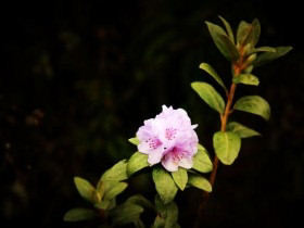 Yunnan tailor made holidays