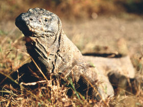 Kayaking holiday in Indonesia, Komodo Dragon expedition