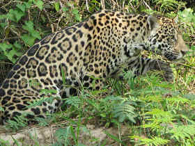 Jaguar spotting tours in Brazil, tailormade