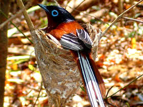 Madagascar wildlife holiday, tailor made
