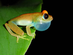Madagascar wildlife holiday, tailor made