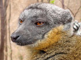 Madagascar wildlife holiday, tailor made