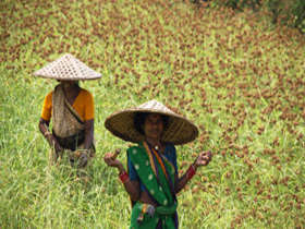India cultural tour, Chattisgarh and Orissa