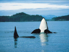 Queen Charlotte Islands kayak holiday in Canada