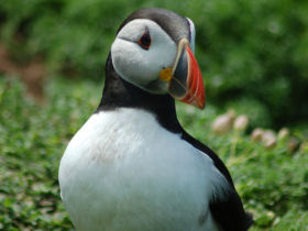 Wildlife holiday in Pembrokeshire, Wales