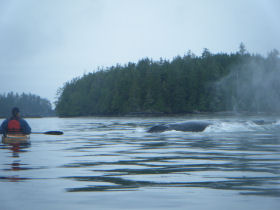 Vancouver Island kayaking holiday, Canada