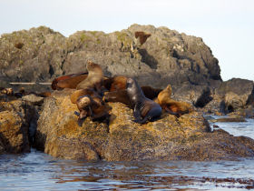 Vancouver Island kayaking holiday, Canada