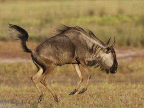 Walking safari in South Luangwa, Zambia