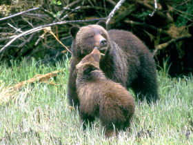 Vancouver Island kayaking tours, Canada