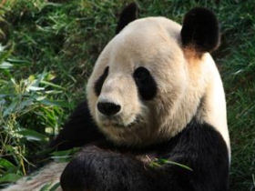 Giant Panda tracking holiday in China