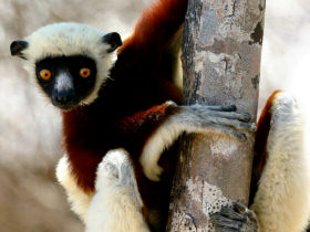 Madagascar wildlife tour