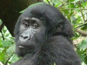 Gorilla photographic tour in Rwanda