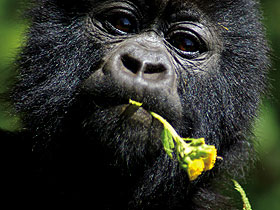 Gorilla safari and game parks, Uganda